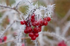 Rote-Beeren-mit-Reif